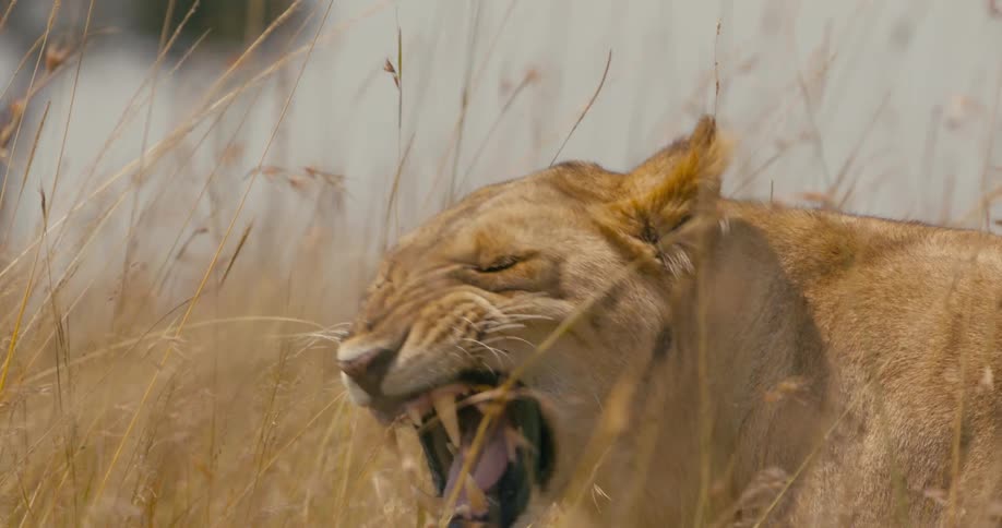 A lion roars while resting