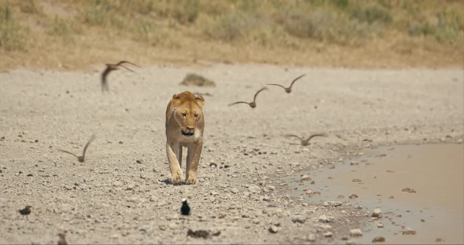 Lioness walking alongside muddy water birds surrounding lioness fly away as she approaches daytime