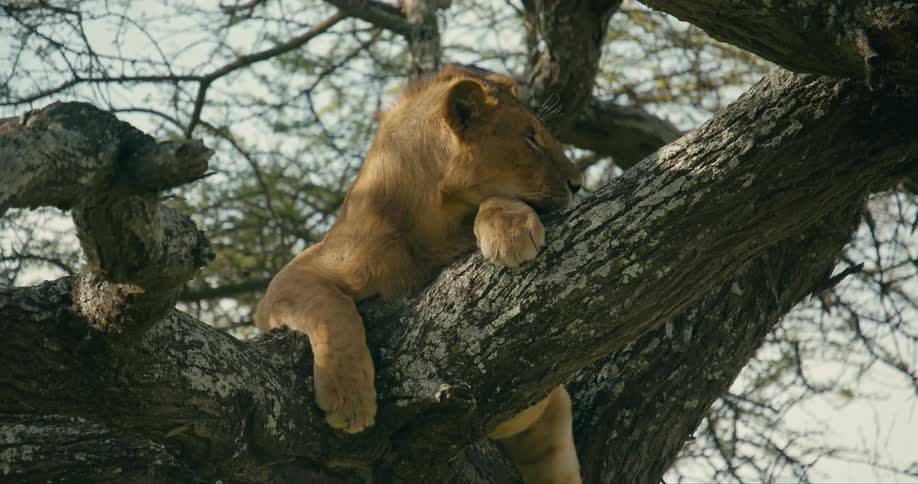 A lion is lying an a tree sleeping and it moves over on the branch and turns its head to look the other way