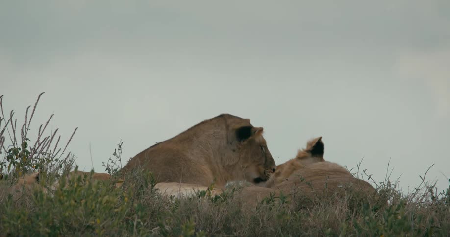 Two lions are engaged in a friendly interaction while surrounded by grass
