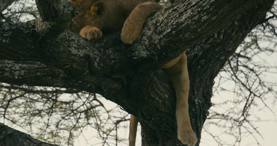 A lion sleeping in a tree