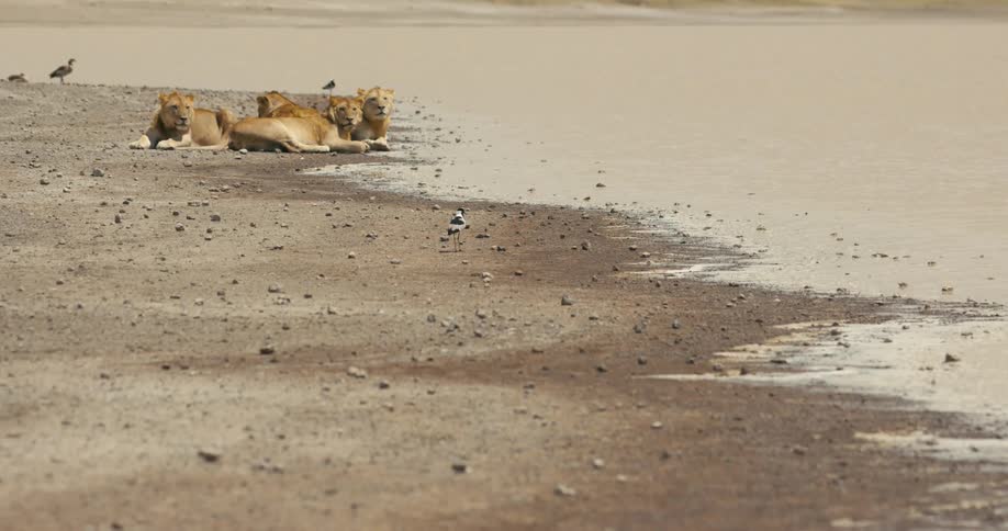 Lionesses lie on the bank of lake