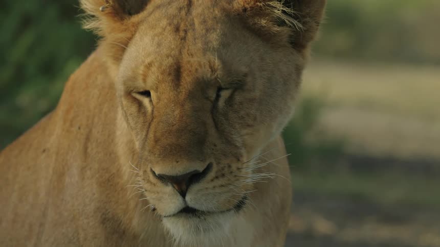 A lion looking dull and weak with its mouth open in hunger