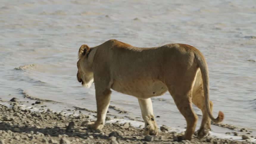Lioness walks along river bank