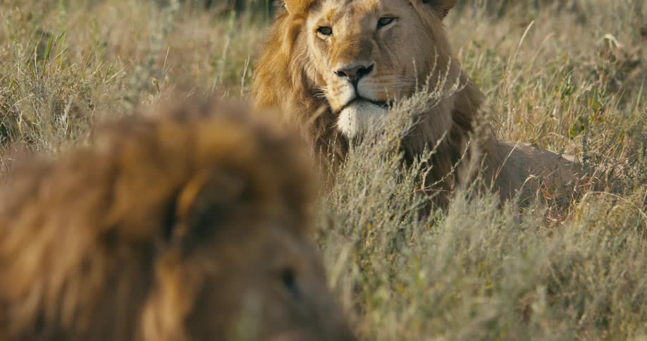 Lions lying in the field resting