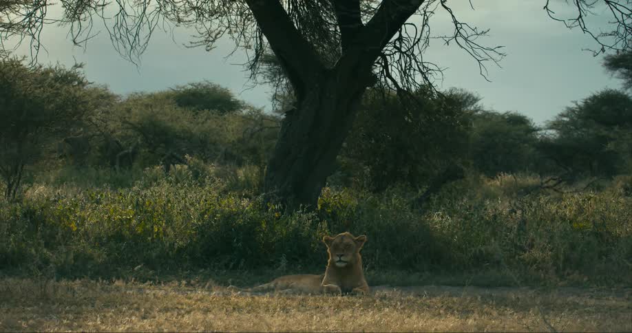A lioness resting under a tree in the african savanna at daytime