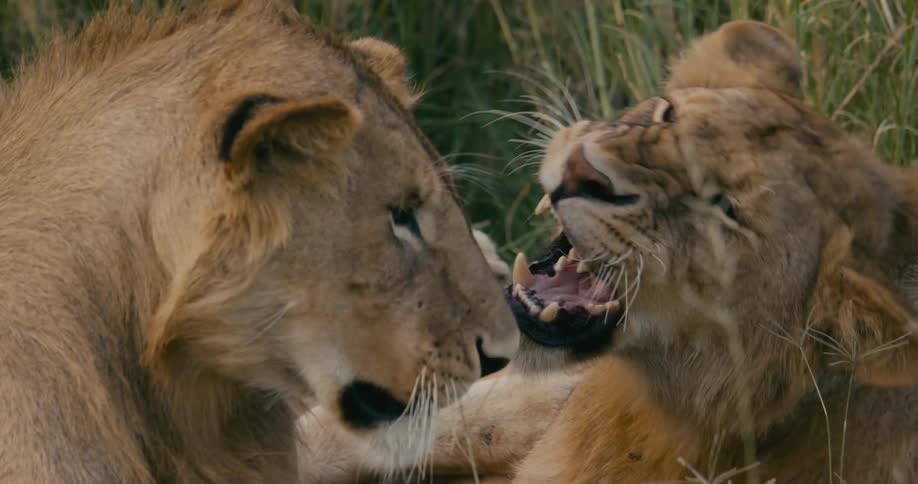 Two lions lay in a grassy field play fighting with each other