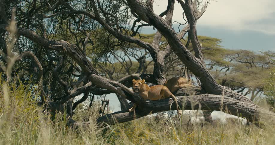Lions are resting on the tree branch