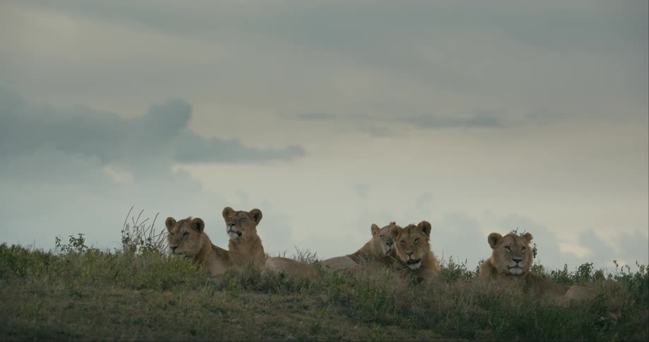 A group of lions laying down in a grassy area on a cloudy day while they yawn and look around