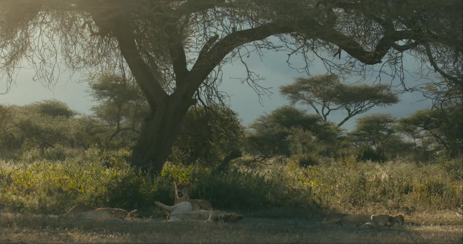 A group of lions rests in the shade of a tree