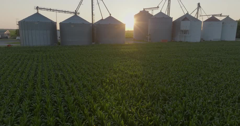 Rows of corn grow on a farm as the sun hangs low behind storage silos