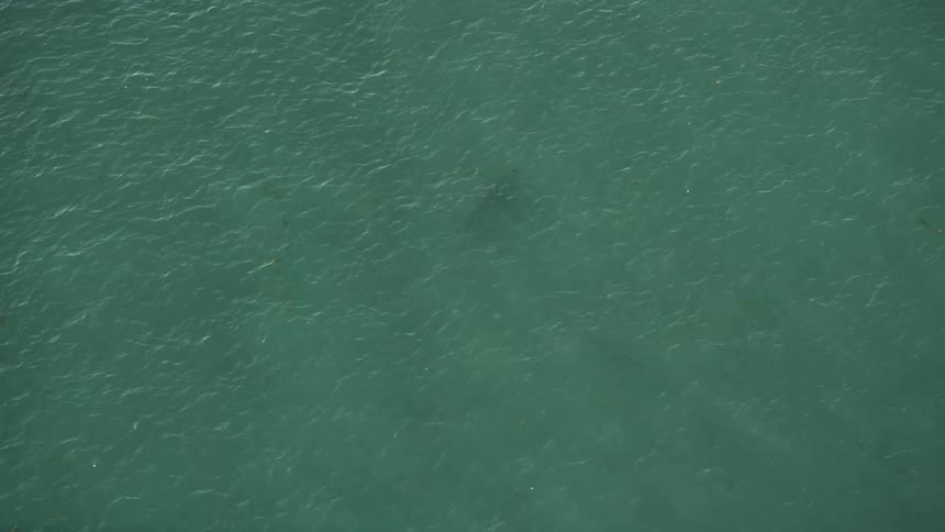 An aerial view of a shark swimming in the Atlantic Ocean just off the coast of Marathon Florida as the sun sets over the stunning Florida Keys