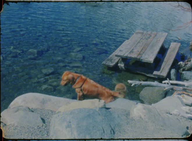 A dog wags its tail and walks through shallow water to a nearby human