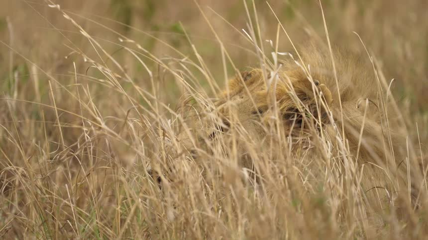 A lion rests in the tall grass