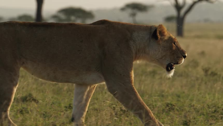 A lioness walks through the savanna during the day