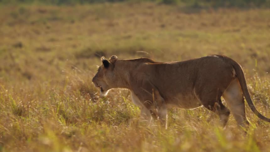 Lioness walks in the field