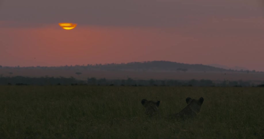 Two lions rest lying on the ground in a grassy field while looking at faraway animals