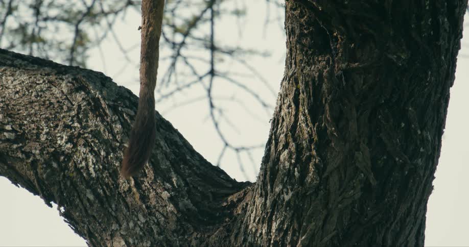 Lion sitting on tree the tail hanging