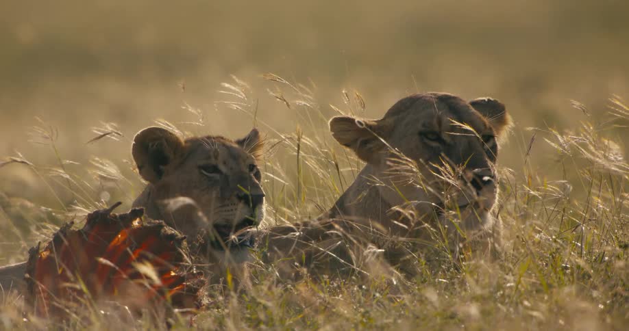 The sun shines upon a pair of lions lying together and relaxing in a field