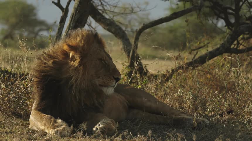 A resting lion almost falls asleep