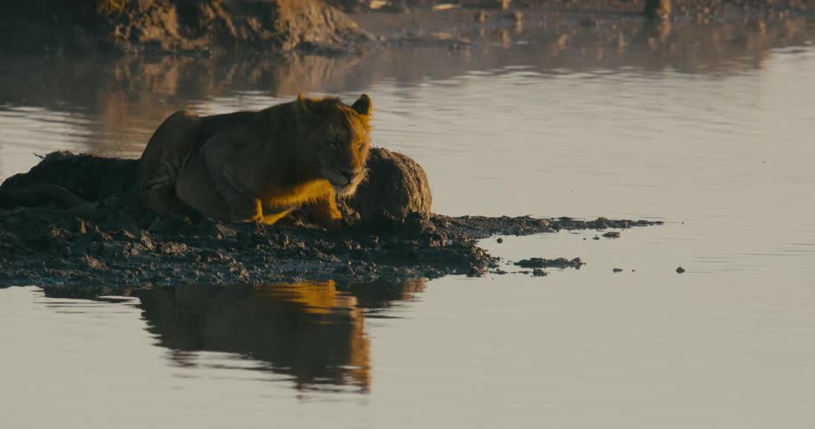 A lion is laying in the river during dusk