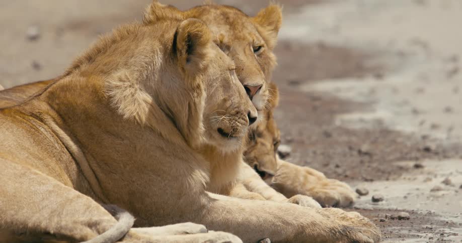 Lions sit together licking each other