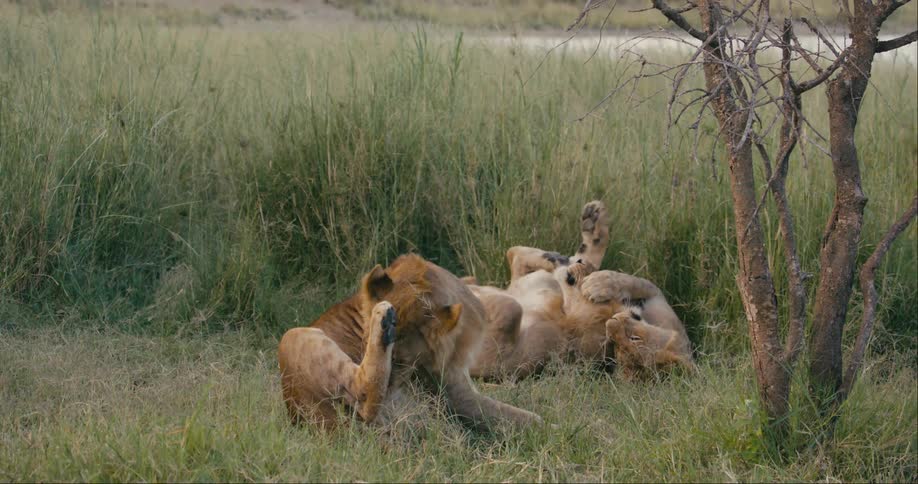Two lions are lying down on a grassy plain one is cleaning itself and the other is rolling around on the ground