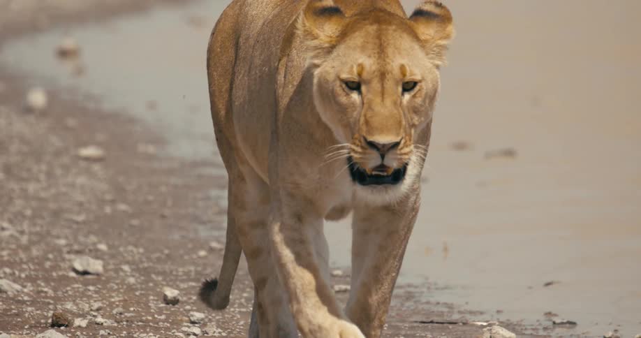 A lion walks along an almost dry stream of water