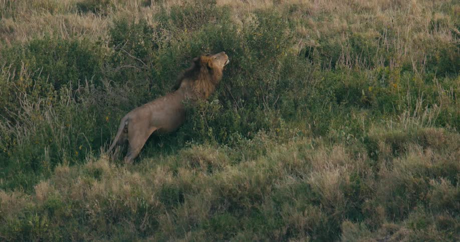 Lion smells bush in the wild