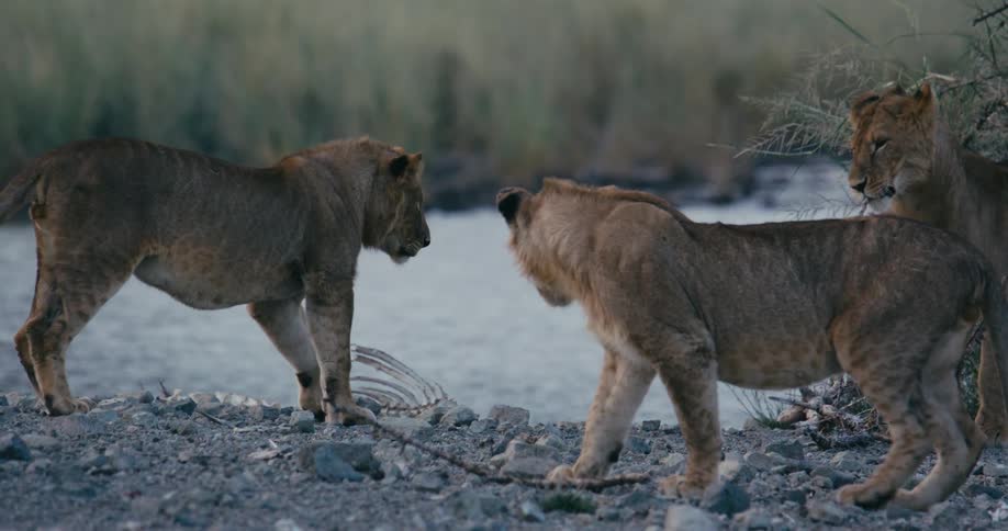 Lions walk over the bones