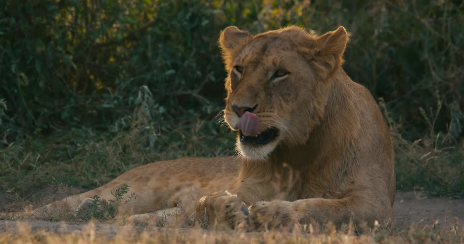 Lion lying on the ground yawns in the wild