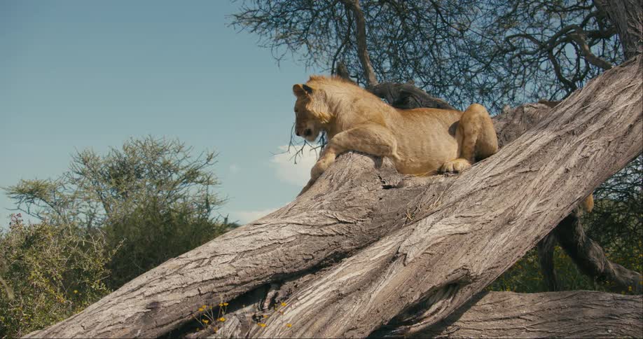 Lioness lies on tree in the wild