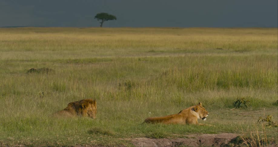 Two lions rest in a grassy plain