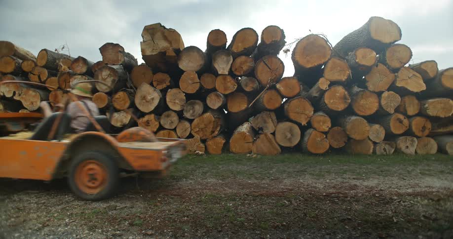 A man drives past stacks of tree trunks piled high