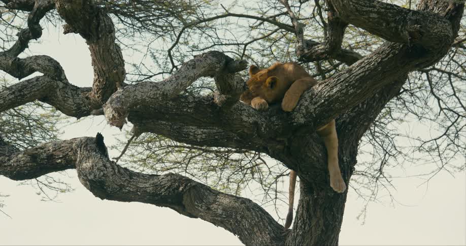A lion sleeps in tree branches