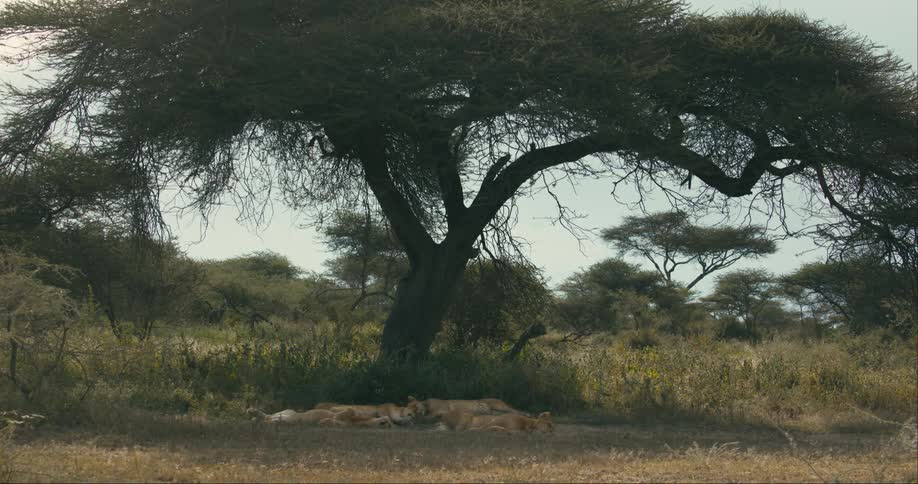 A pride of lions lies under tree in the wild