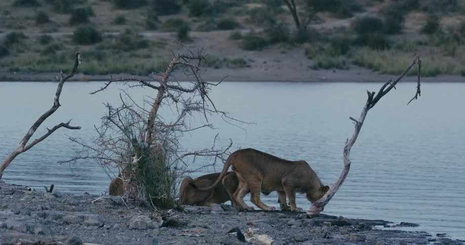 Lioness drink water from lake