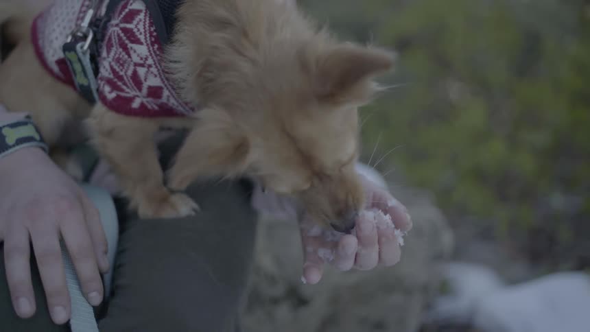 A dog eating snow from someone's hand