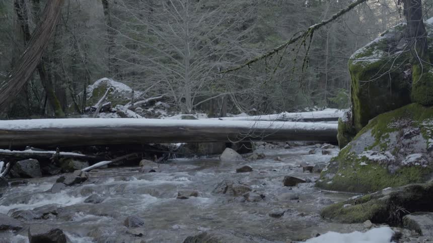 A stream is surrounded by trees and snow