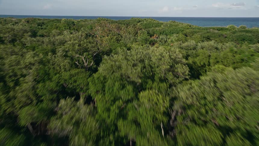 A stunning aerial view of John D MacArthur Beach State Park on the Gulf Coast of Florida showcasing the coastline and nature surrounding it