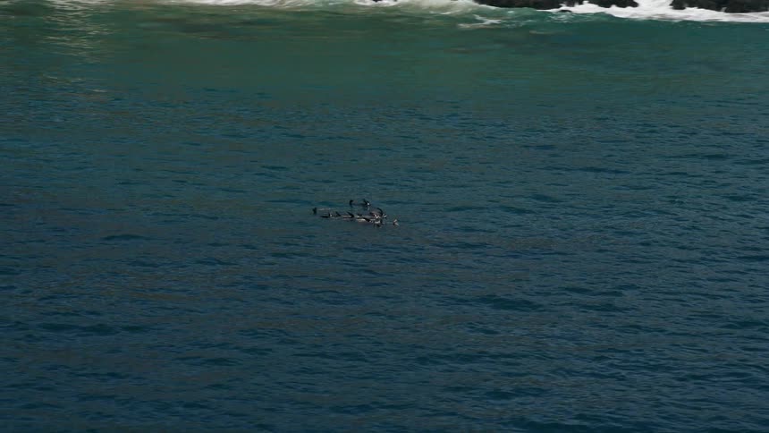 Aerial footage of seals orbiting in the Pacific Ocean near Malibu California