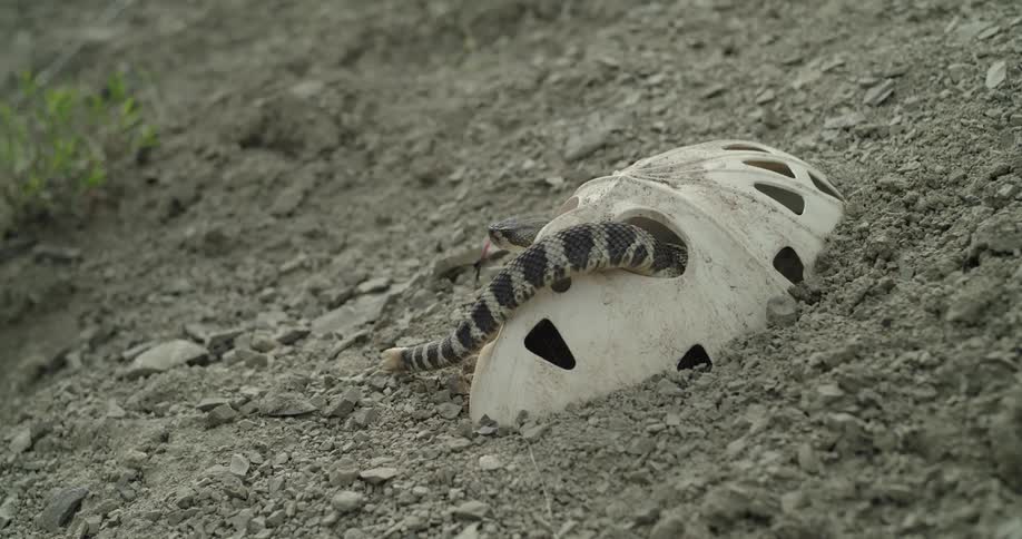 Rattlesnake slithering into weathered mask