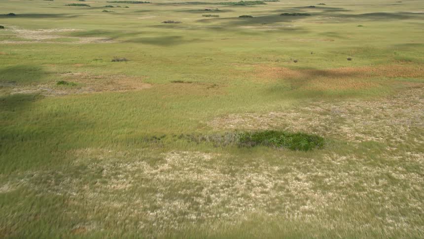 Aerial footage of cloud shadows over the marshland while white birds are seen flying over the wetlands and fields dotted with trees in Florida Everglades National Park