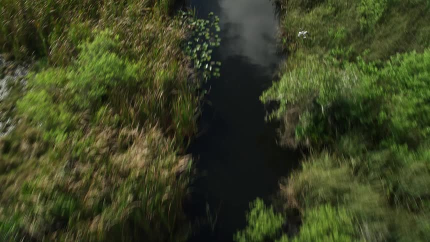 Aerial footage of birds flying over a river in Floridas Everglades with green vegetation on both sides