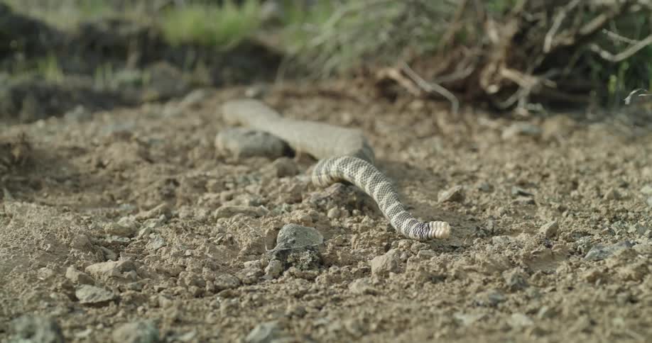 A snake slithers away through the dirt showing its rattle