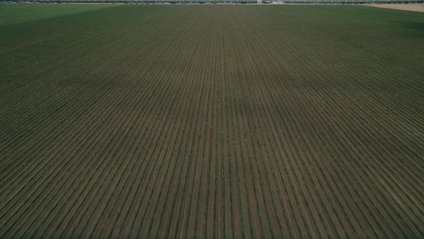 An aerial view of a dirt road and a expansive field of crops growing in neat rows under the sunshine in Camarillo California