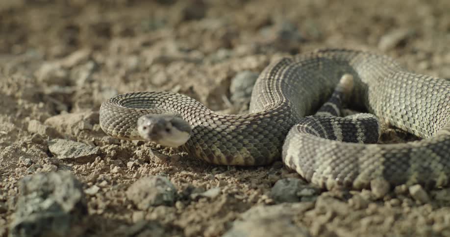 A rattlesnake is curled up sticking its tongue out and shaking its rattler
