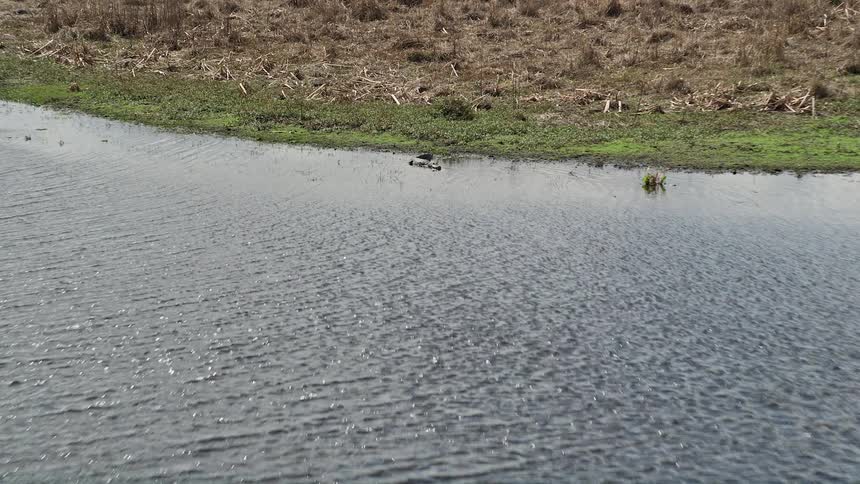 Aerial footage of an alligator near a riverbank in Cocoa Florida captured during a partly cloudy daytime shoot in Brevard County