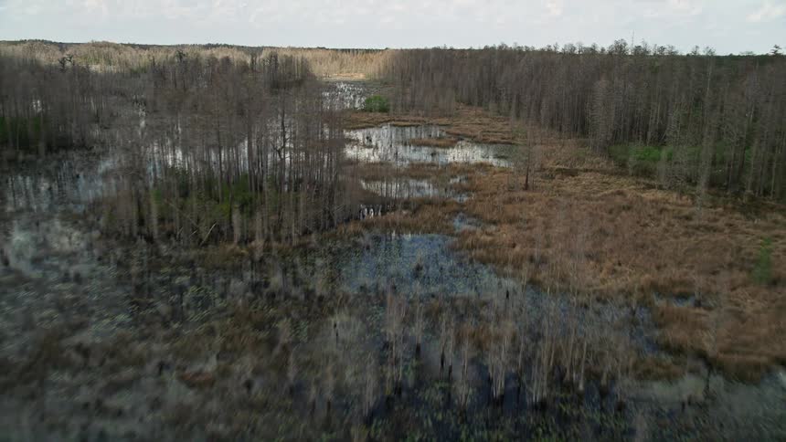 Flying low over swamps and bare trees in Orlando FL on a partly cloudy day during the summer