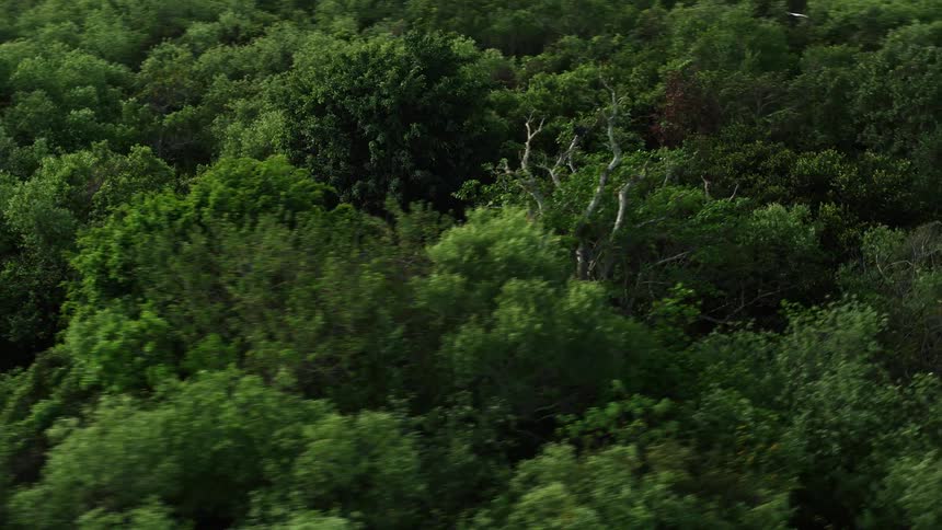 A bird soars over the deciduous trees in the swamplands of the Florida Everglades in an aerial shot